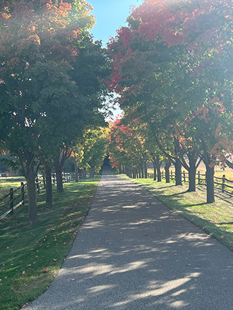 Fall trees along a path